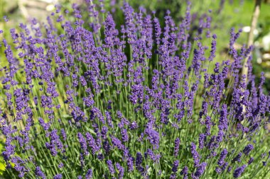 Bayındır ile lavanta Bahçe 