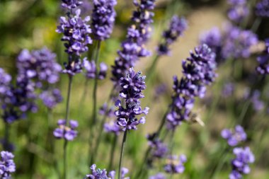 Bayındır ile lavanta Bahçe 