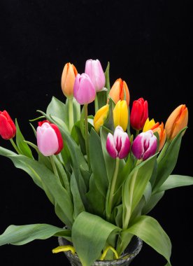  taze bahar Lale çiçek