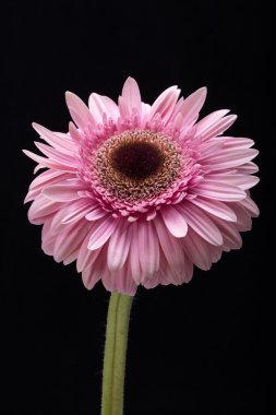 Pembe Gerbera çiçeğine yaklaş.
