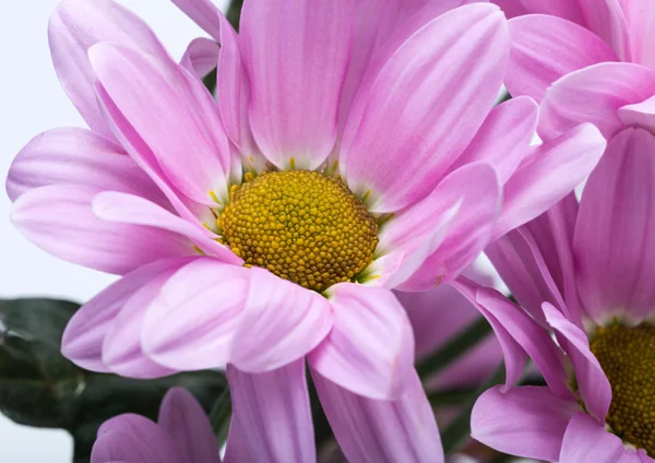 Close up van chrysant bloemen — Stockfoto