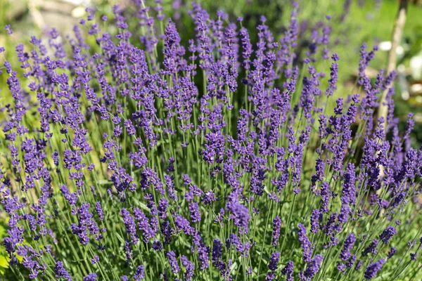 Jardim com a lavanda florescente — Fotografia de Stock