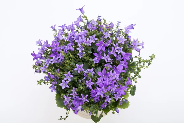 Beautiful vivid purple spring flower bush Dalmatian bellflower — Stock Photo, Image