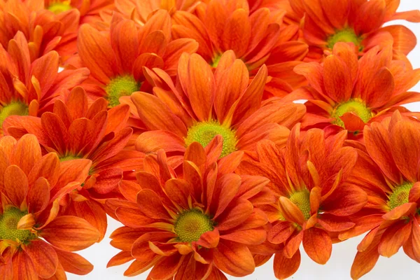 Close up de flores de crisântemo — Fotografia de Stock