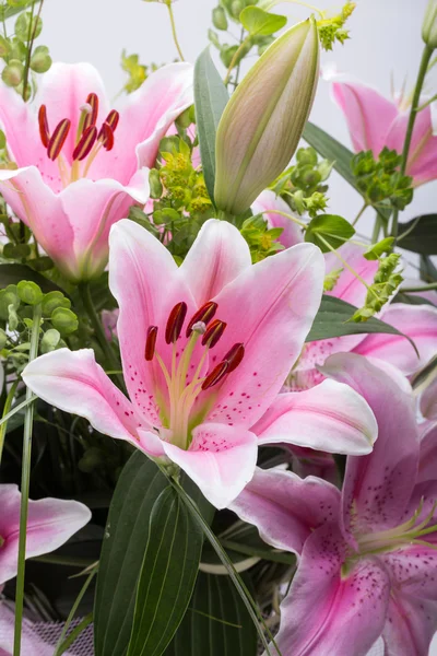 Pinkki lilja kukka — kuvapankkivalokuva