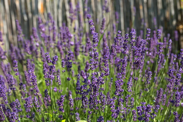 Tuin met de bloeiende lavendel — Stockfoto