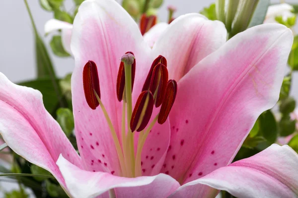 Flor de lírio rosa — Fotografia de Stock