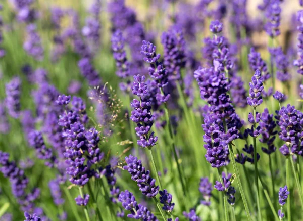 Garden with the flourishing lavender — Stock Photo, Image