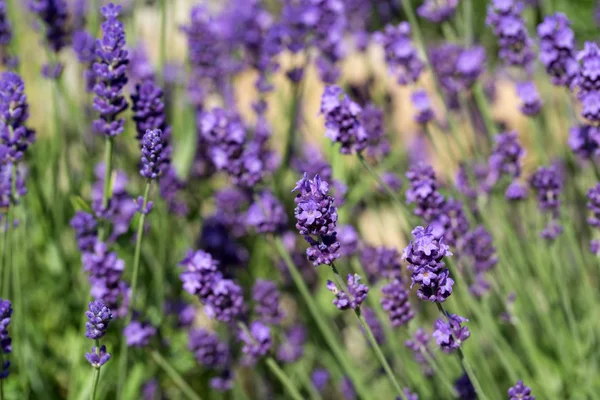 Bayındır ile lavanta Bahçe 