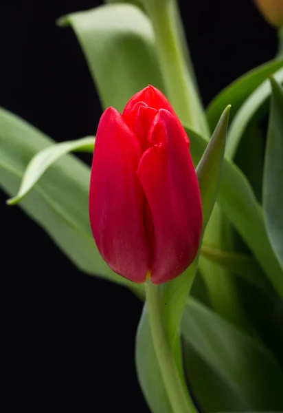 Flores de tulipa de primavera frescas — Fotografia de Stock