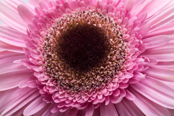 Close-up van roze gerbera bloem — Stockfoto