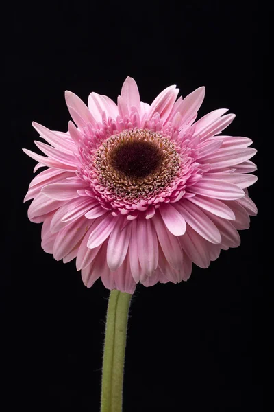 Primo piano di fiore di gerbera rosa — Foto Stock