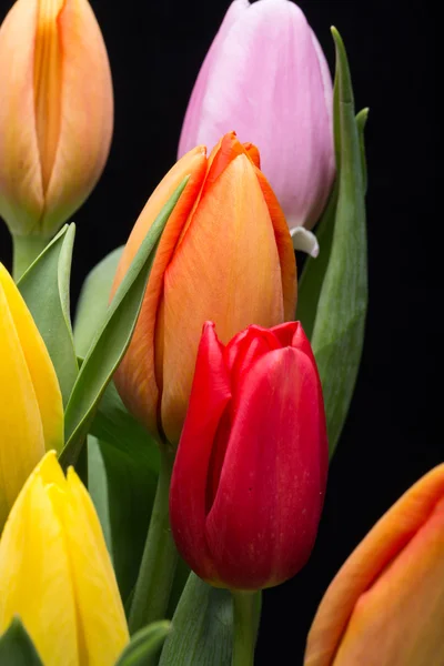 新鮮なチューリップの花のカラフルな花束 — ストック写真