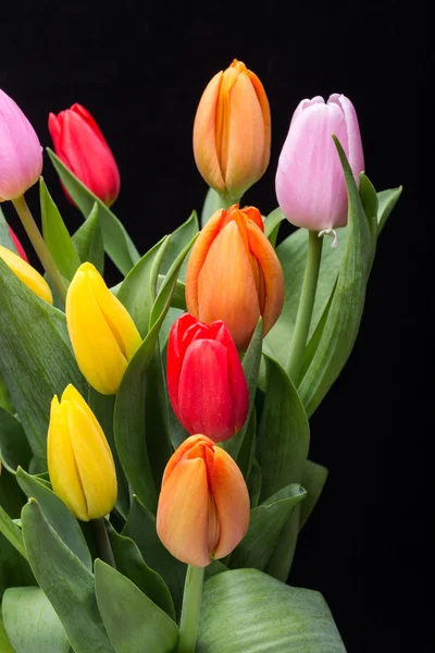 Bunter Strauß frischer Tulpenblumen — Stockfoto