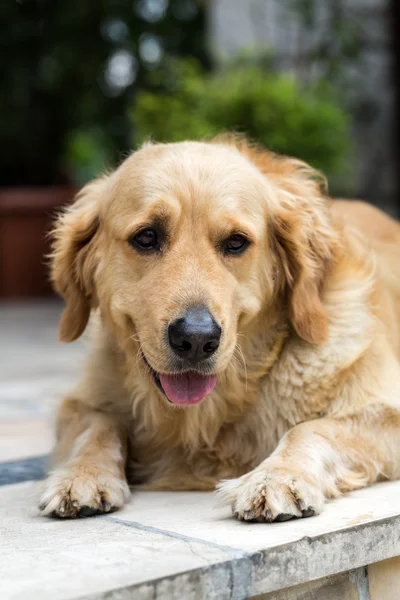 Beautiful golden retriever — Stock Photo, Image