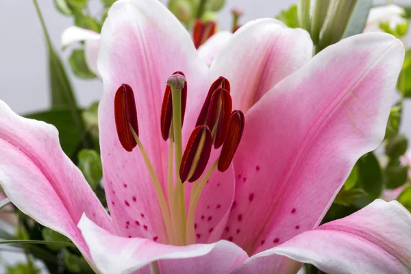 Pink lily flower Royalty Free Stock Images