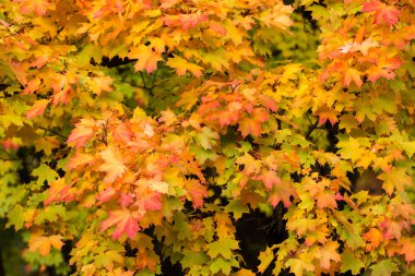 sonbahar renkleri ve yaprakları izlenimi