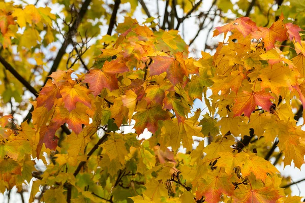 Impression of leaves and autumn colors — Stock Photo, Image