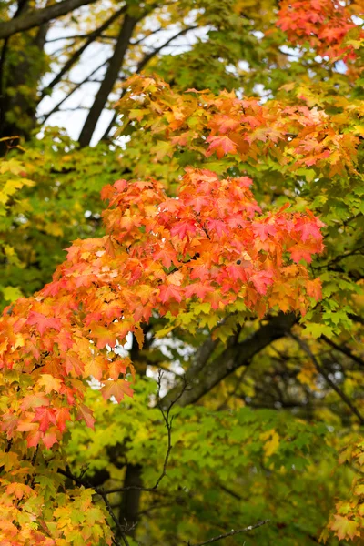 Eindruck von Blättern und Herbstfarben — Stockfoto