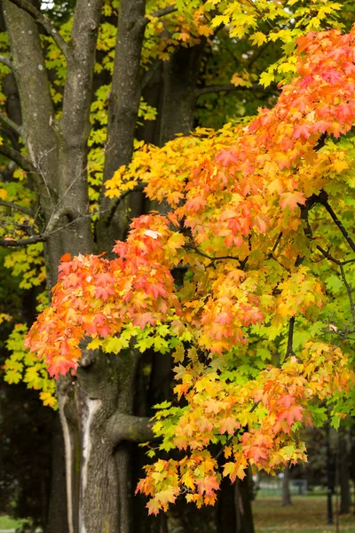 Impression of leaves and autumn colors — Stock Photo, Image