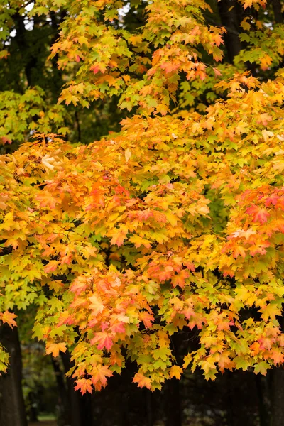 Eindruck von Blättern und Herbstfarben — Stockfoto