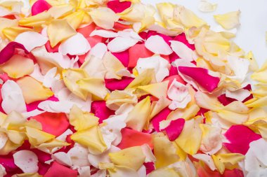  Pembe ve sarı güller çiçek yaprakları. Arka plan