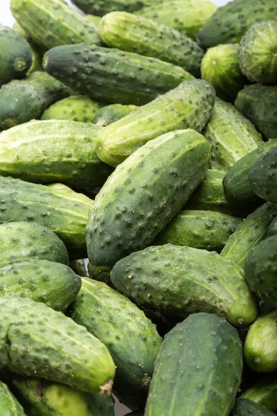 Veel jonge komkommers als achtergrond — Stockfoto