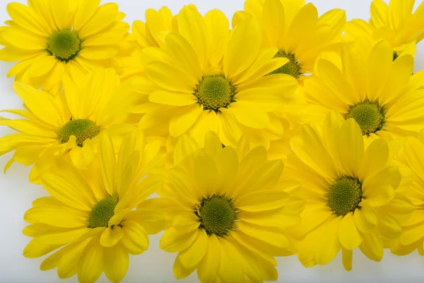 Primer plano de las flores de crisantemo amarillo — Foto de Stock