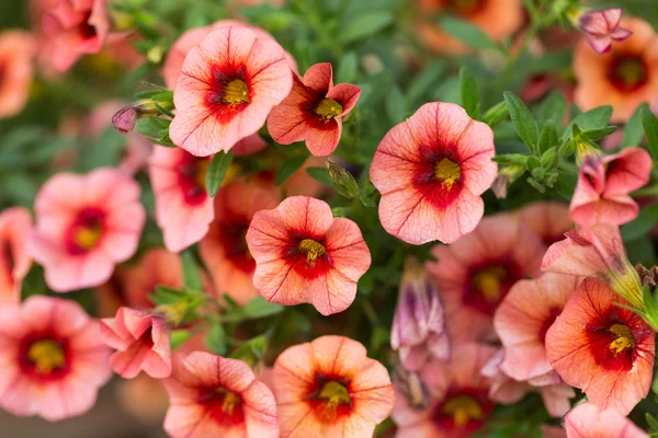 Červená Petúnie květiny v zahradě — Stock fotografie
