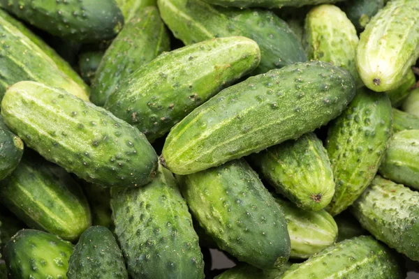 A lot of young cucumbers as background — Stock Photo, Image