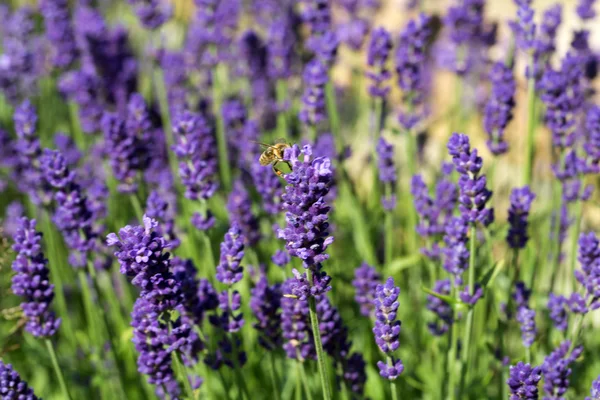 Jardines con la floreciente lavanda —  Fotos de Stock