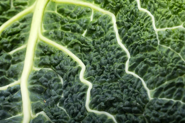 Fresh savoy cabbage leaf as a texture — Stock Photo, Image