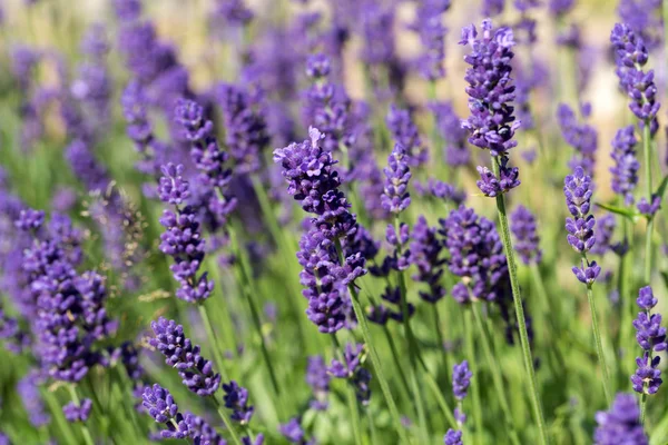 Trädgårdar med blomstrande lavendel — Stockfoto