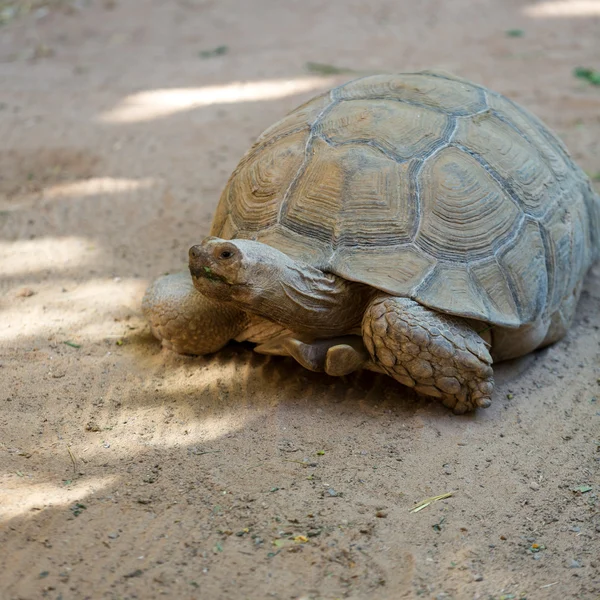 Giant tortoises in Oasis Park on Fuerteventura, Canary Island — Stock Photo, Image