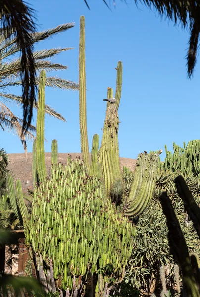 Dev Organ boru kaktüs Fuerteventura, Kanarya Adaları, İspanya — Stok fotoğraf