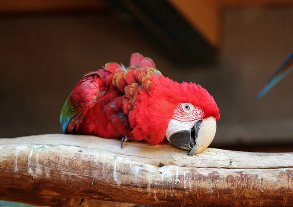 Oturum açma oturan tek renkli papağan. — Stok fotoğraf