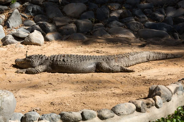 Um perigoso grande aligator em Oasis Park em Fuerteventura, Ilhas Canárias — Fotografia de Stock