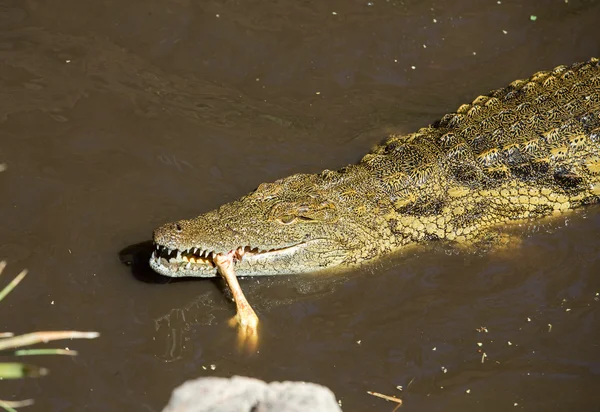 Um perigoso crocodilo em Oasis Park em Fuerteventura, Canary Island — Fotografia de Stock