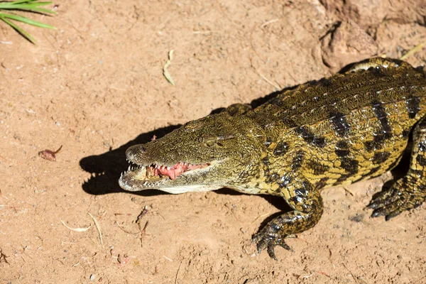 Um perigoso crocodilo em Oasis Park em Fuerteventura, Canary Island — Fotografia de Stock