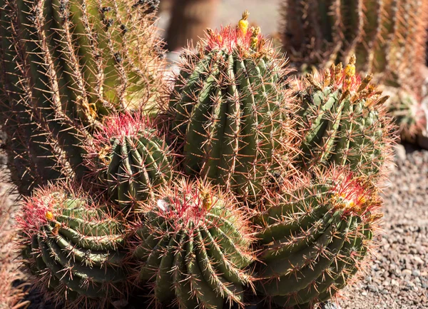 Vackra saftiga kaktus växter i trädgården — Stockfoto