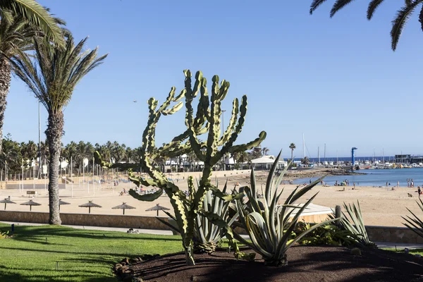 Pachycereus cactus em Fuerteventura, Ilhas Canárias, Espanha — Fotografia de Stock