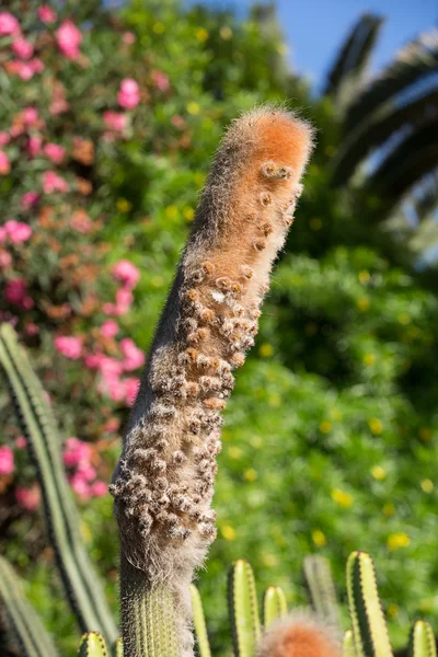 Belles plantes succulentes de cactus dans le jardin — Photo