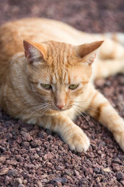 Un hermoso gato doméstico afuera en el jardín —  Fotos de Stock