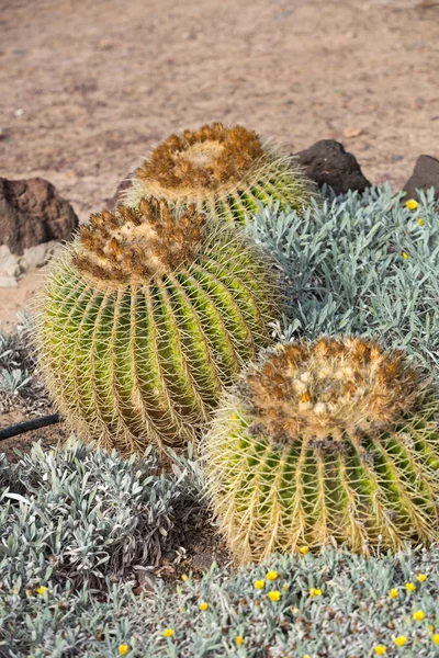 Echinocactus grusonii, popularmente conhecido como o Golden Barrel Cactus, Bola Dourada ou, de forma divertida, Almofada da sogra , — Fotografia de Stock