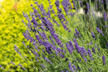 İri ve gür bahçeler, 