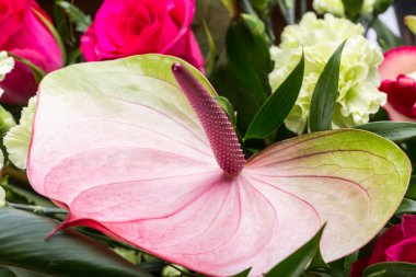 güzel buket taze kırmızı güller ve Antoryum