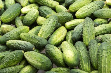 Arka planda bir sürü genç salatalık