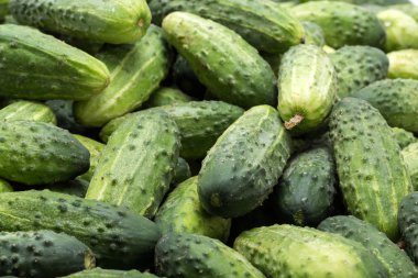 Arka planda bir sürü genç salatalık