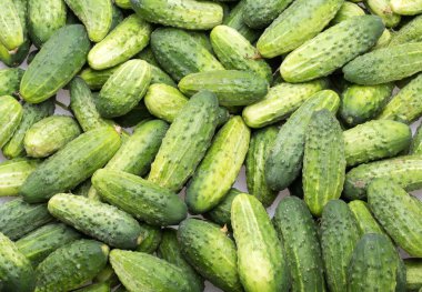 Arka planda bir sürü genç salatalık