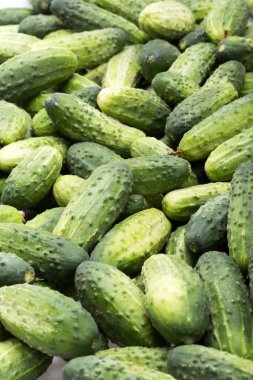 Arka planda bir sürü genç salatalık